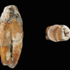 Two of the Neanderthal teeth found on the island of Jersey.